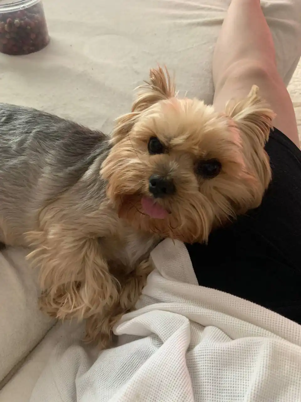 Потерялся кот Марио в Перми