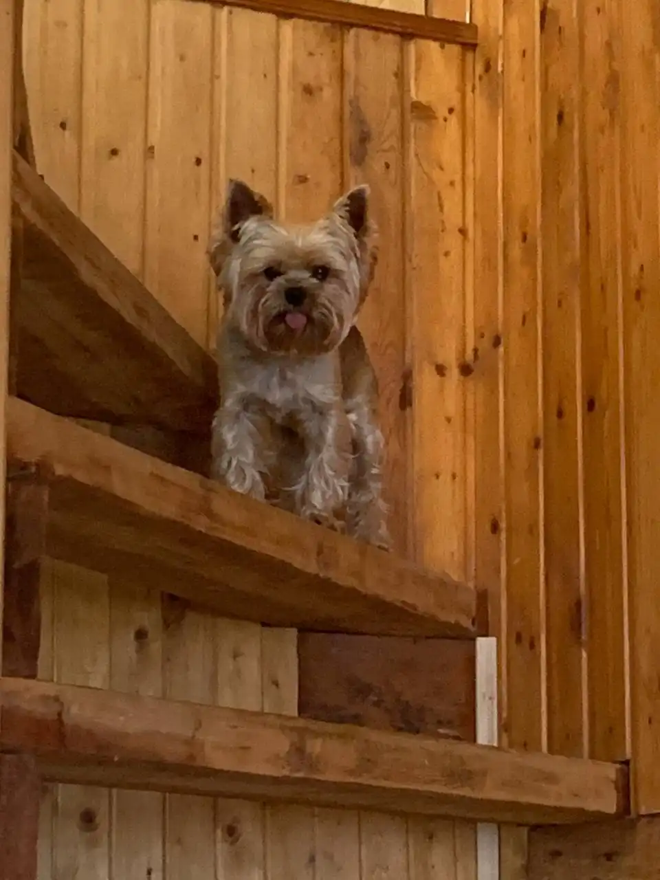 Потерялся кот Марио в Перми