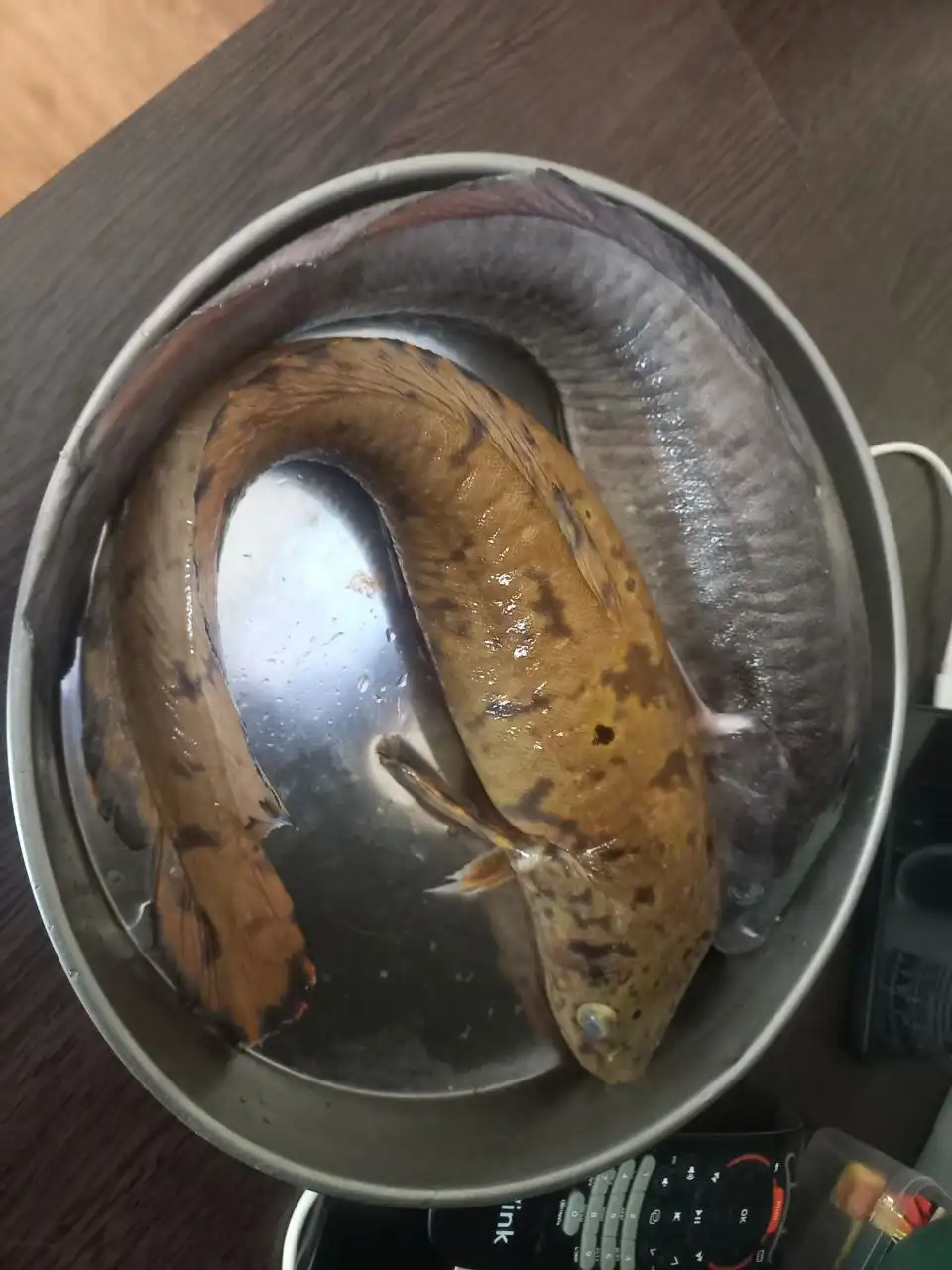 Продам рыбу Налим - Барахолка в Пермь