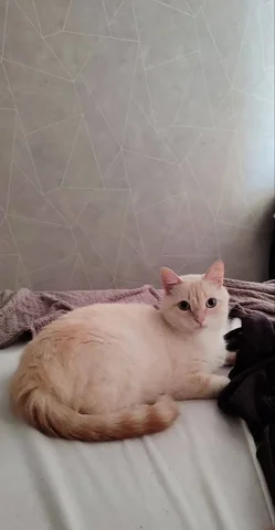 Отдам кота в добрые руки срочно - частное объявление в Барнаул