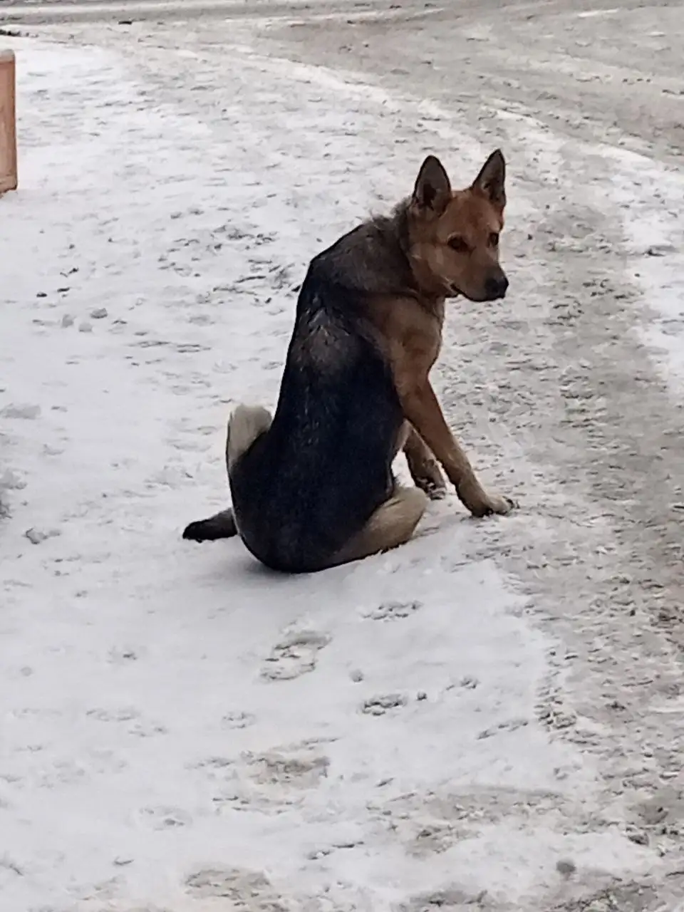 Собака ждет хозяина на Анатолия 6 - Животные в Барнаул