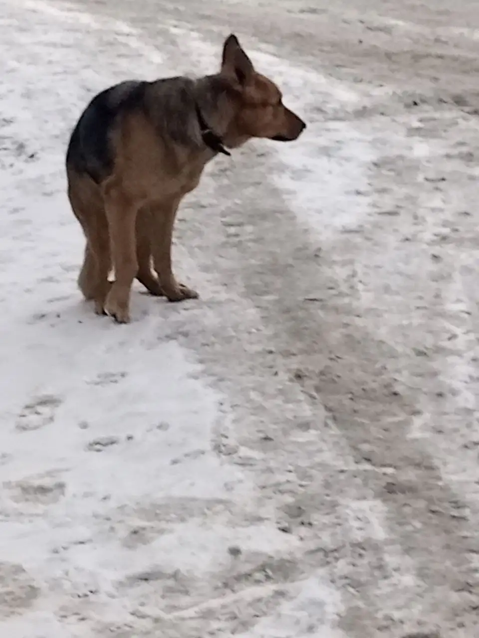 Собака ждет хозяина на Анатолия 6 - Животные в Барнаул
