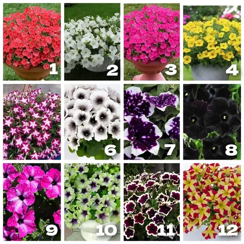 Подрощенные черенки петуний - Настольные игры в Барнаул