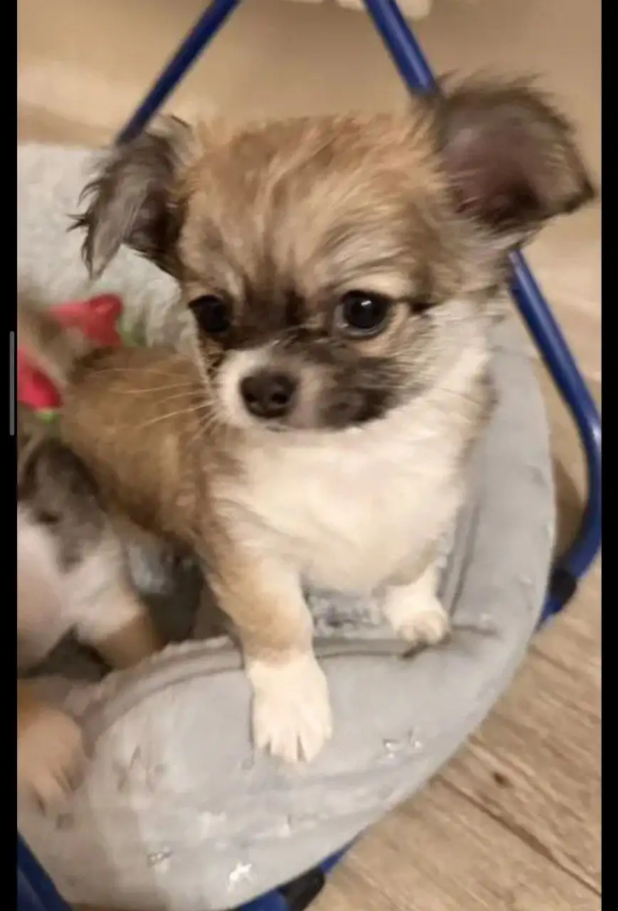 Щенок чихуахуа длинношерстный кобель 2.5 месяца - Собаки (Животные) в Барнаул