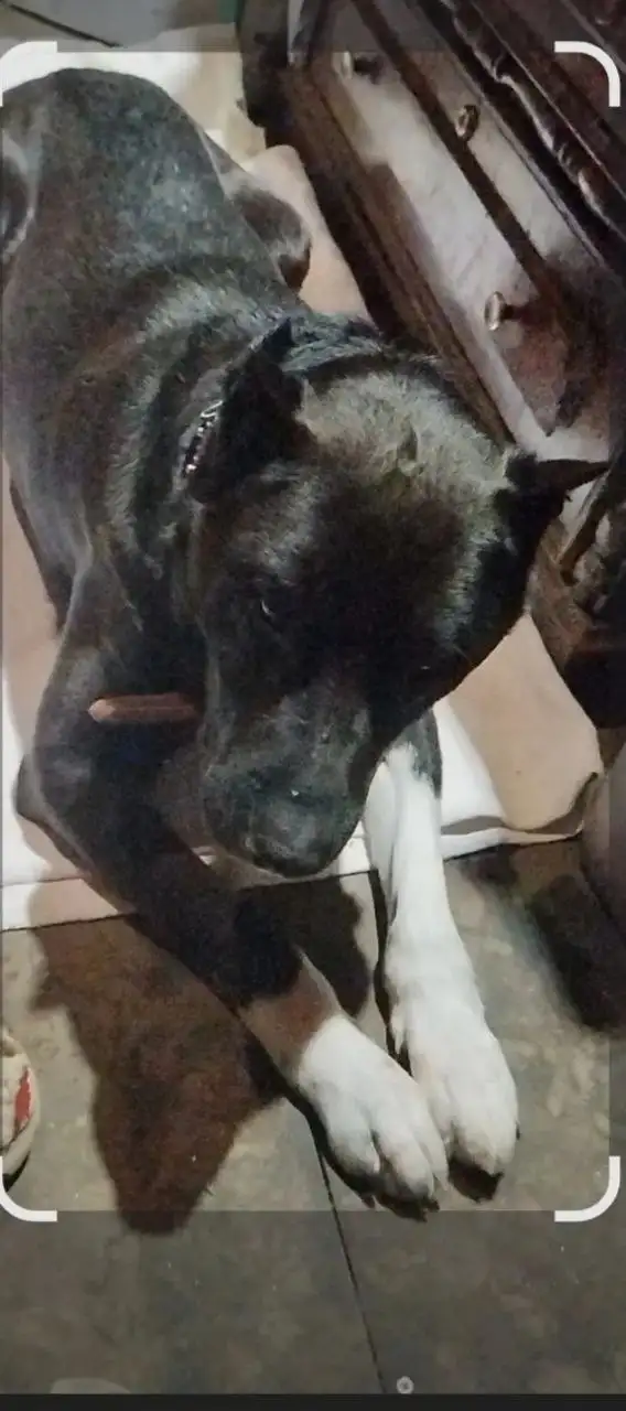 Найден пёс в районе Челюскинцев-Партизанская - Собаки (Животные) в Барнаул