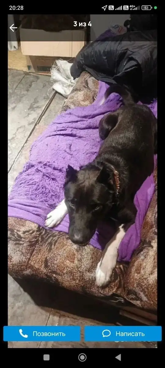 Найден пёс в районе Челюскинцев-Партизанская - Собаки (Животные) в Барнаул