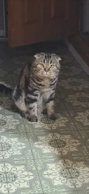 Кот фолд для вязки с дамой страйт - Ветеринарные препараты в Барнаул