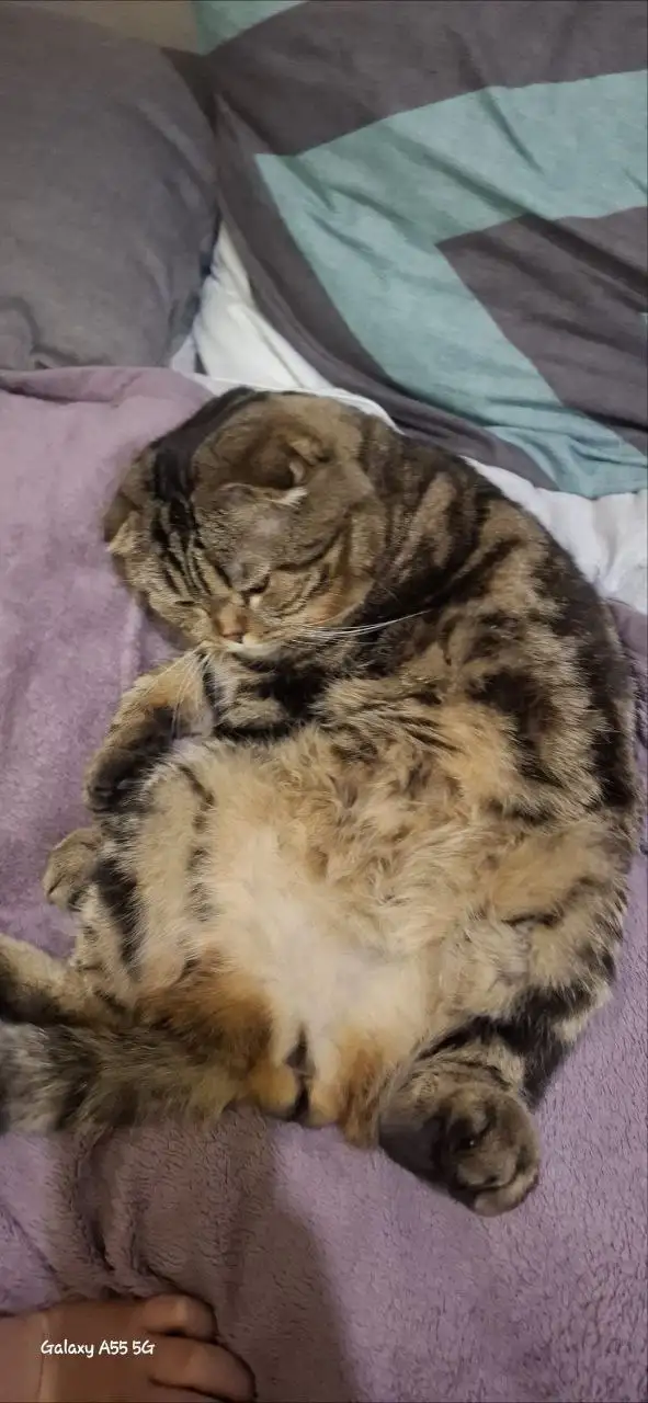 Кот фолд для вязки с дамой страйт - Кошки (Животные) в Барнаул