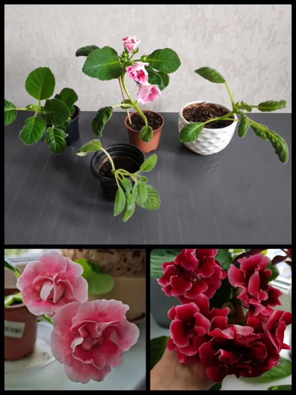 Продажа махровых глоксиний - Растения (Хобби и отдых) в Барнаул