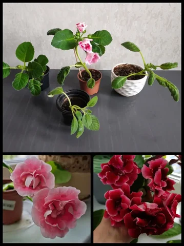 Продажа махровых глоксиний - Растения/Садоводство в Барнаул