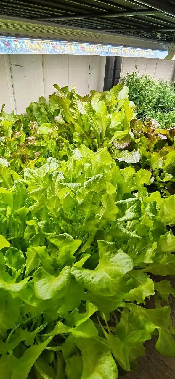 Продажа микрозелени различных сортов - Растения/Садоводство (Хобби и отдых) в Барнаул