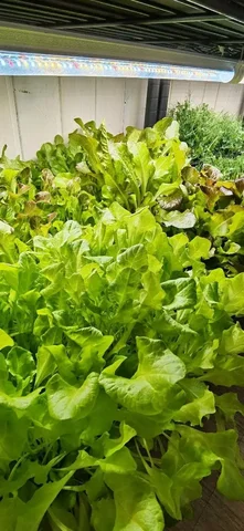 Продажа микрозелени различных сортов - Растения/Садоводство в Барнаул