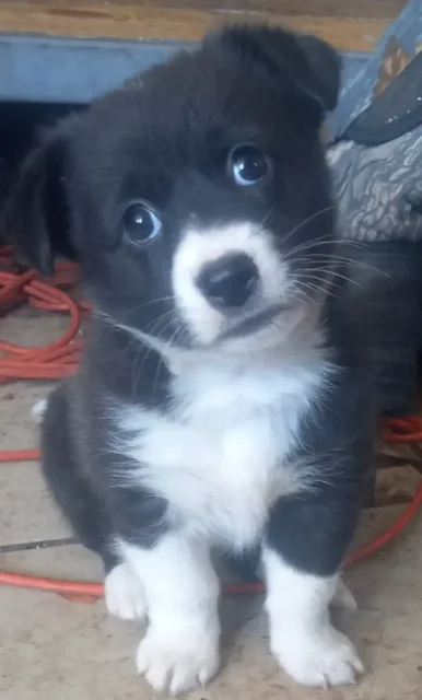 Отдам в добрые руки щенка таксы - Животные в Барнаул