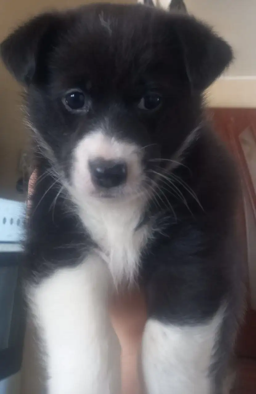 Отдам в добрые руки щенка таксы - Собаки (Животные) в Барнаул