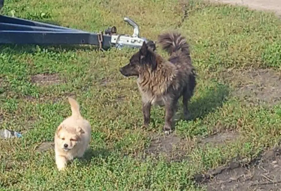 Продажа щенка - Собаки (Животные) в Барнаул