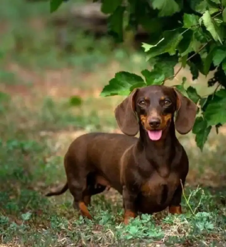 Продается такса - Животные в Барнаул