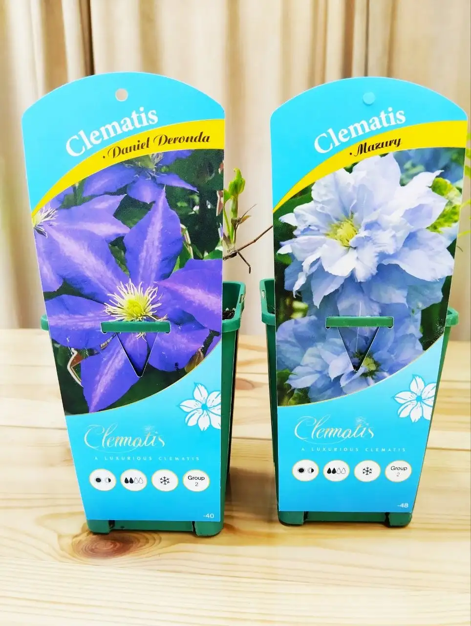 Клематисы разных сортов - Садовые растения (Хобби и отдых) в Новоалтайск
