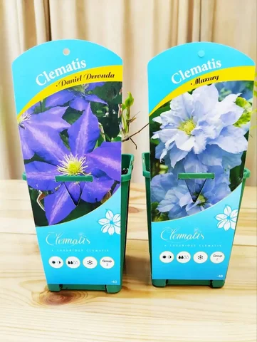 Клематисы разных сортов - частное объявление в Новоалтайск