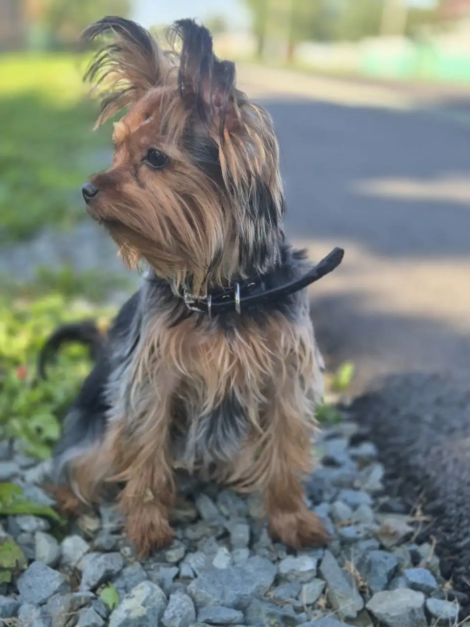 Девочка йорк ищет жениха - Собаки (Животные) в Барнаул