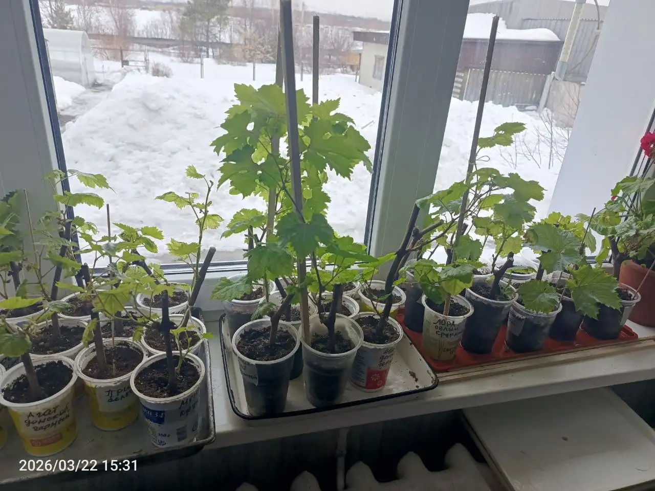 Саженцы винограда разные сорта - Садоводство (Хобби и отдых) в Барнаул