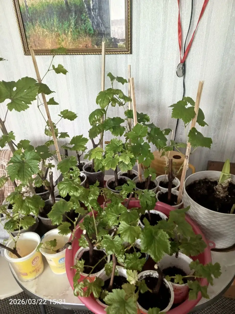 Саженцы винограда разные сорта - Садоводство (Хобби и отдых) в Барнаул