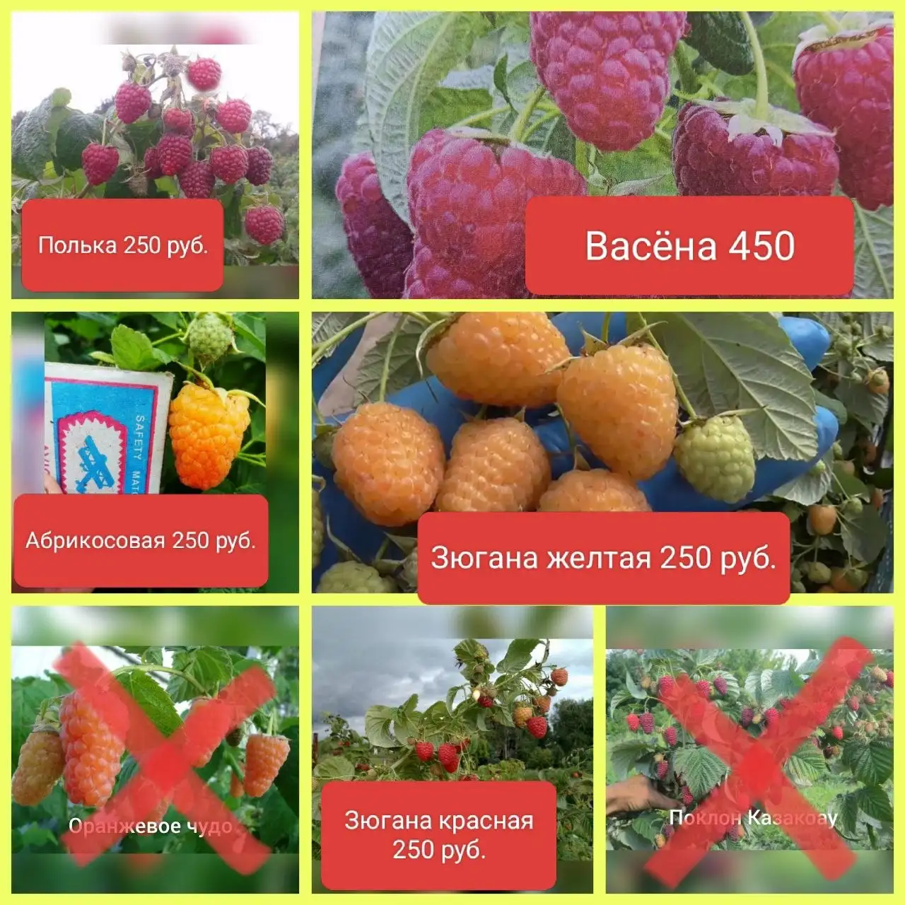 Саженцы малины ремонтантной - Садоводство (Хобби и отдых) в Барнаул