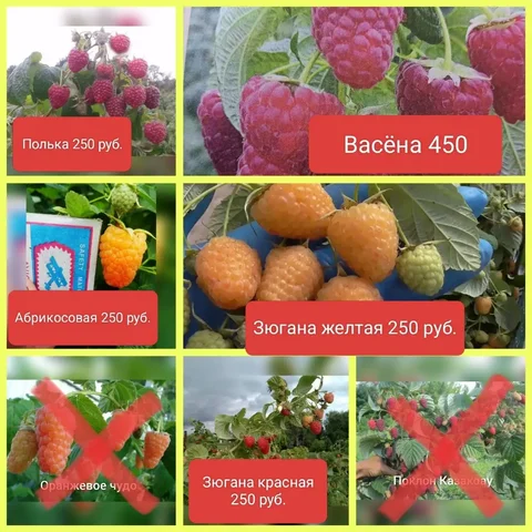 Саженцы малины ремонтантной - Вышивальное оборудование в Барнаул