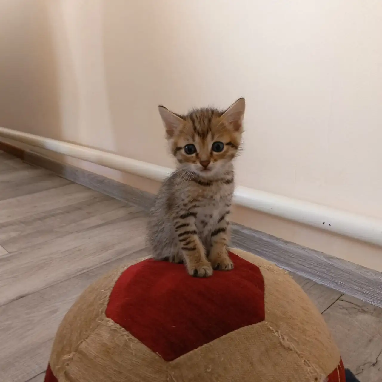 Котятки ищут любящий дом - Кошки/Котята (Животные) в Барнаул