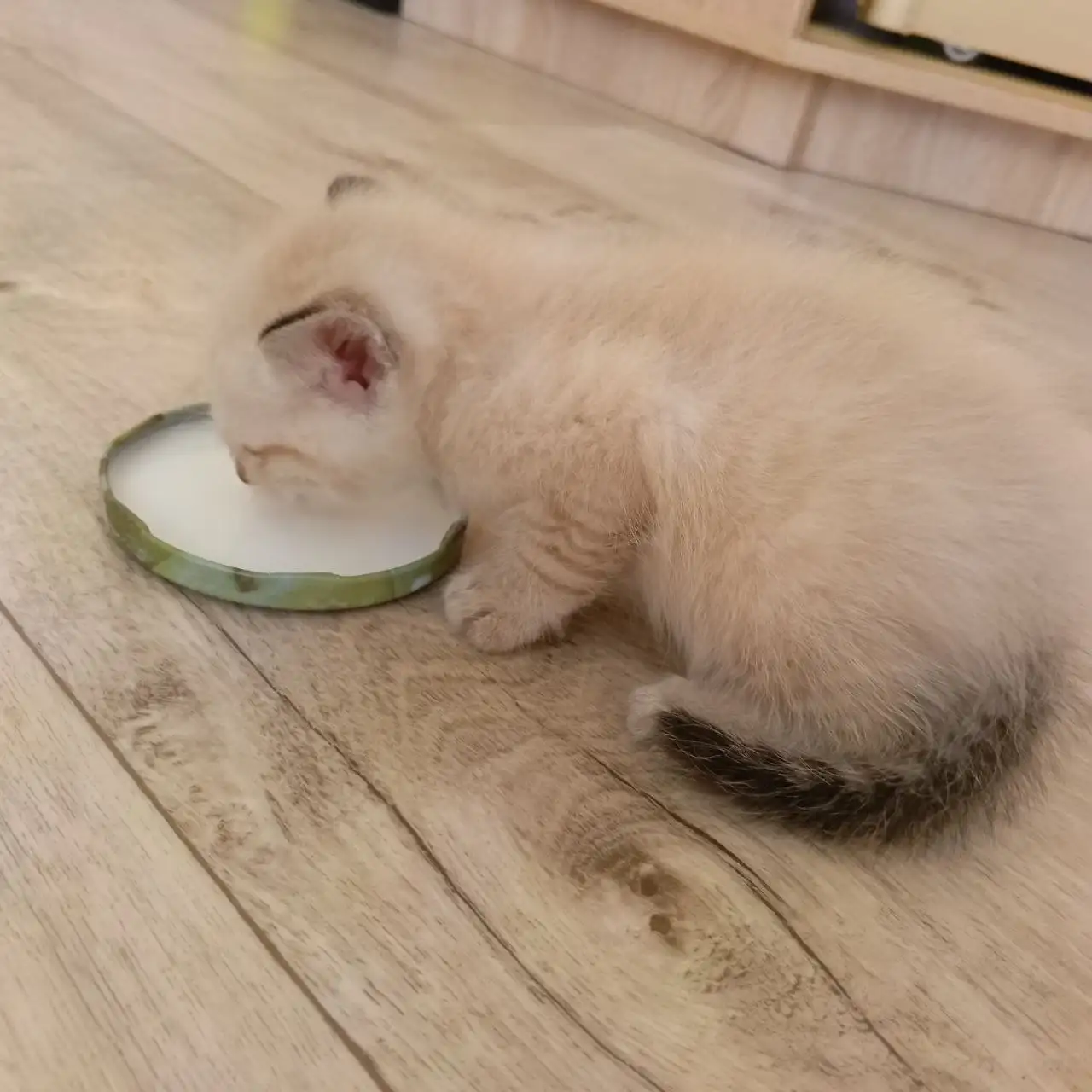 Котятки ищут любящий дом - Кошки/Котята (Животные) в Барнаул