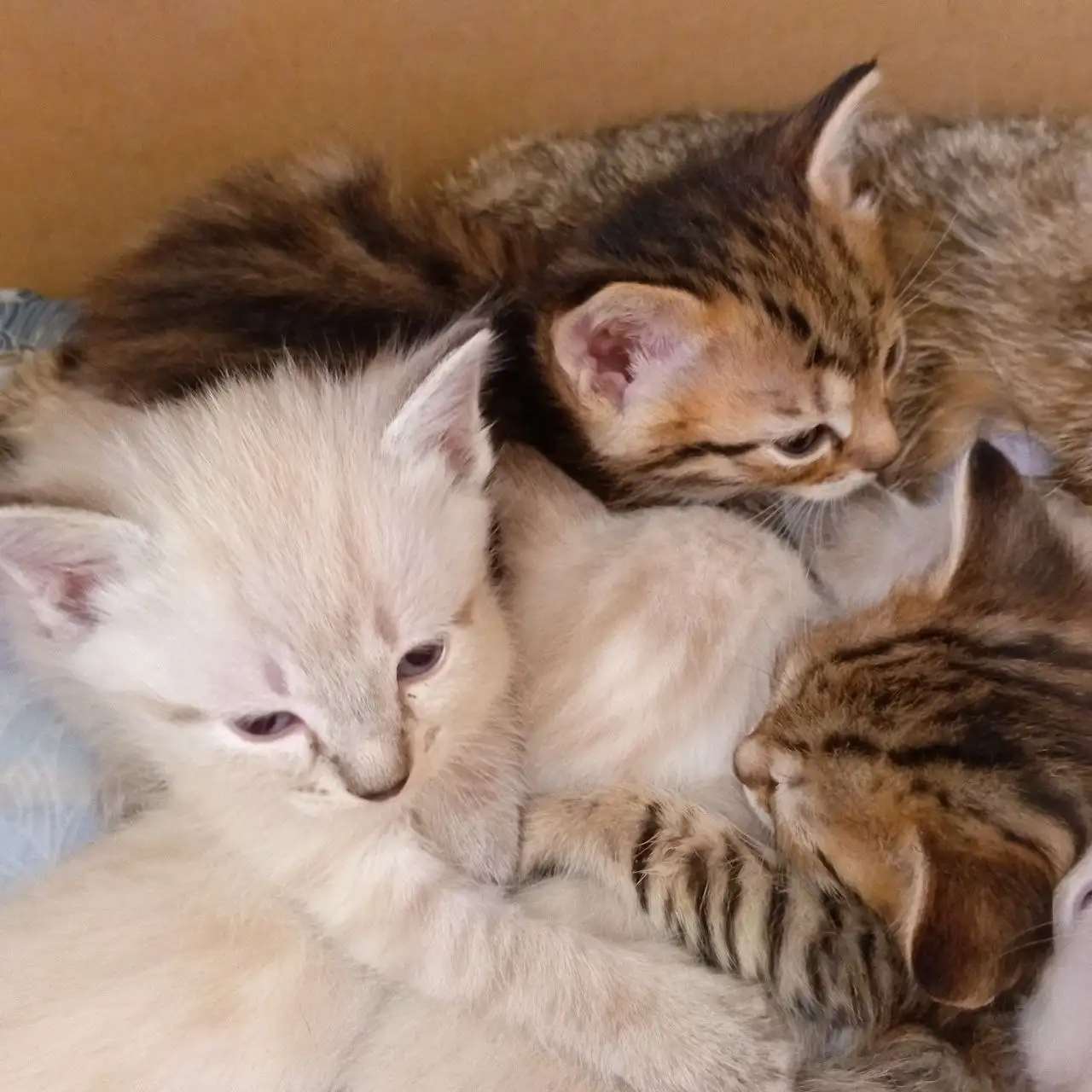 Котятки ищут любящий дом - Кошки/Котята (Животные) в Барнаул