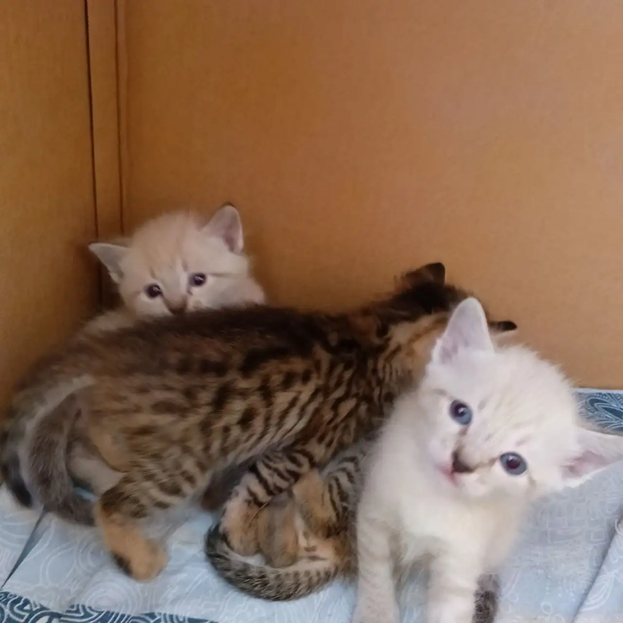 Котятки ищут любящий дом - Кошки/Котята (Животные) в Барнаул