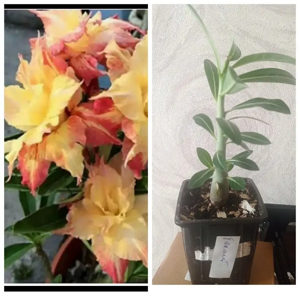 Саженцы растений - Растения (Хобби и отдых) в Барнаул