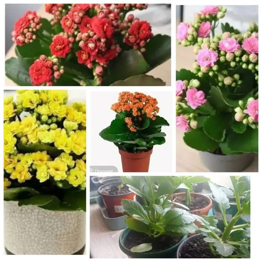 Саженцы растений - Растения (Хобби и отдых) в Барнаул