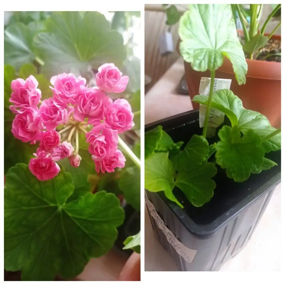 Саженцы растений - Растения (Хобби и отдых) в Барнаул