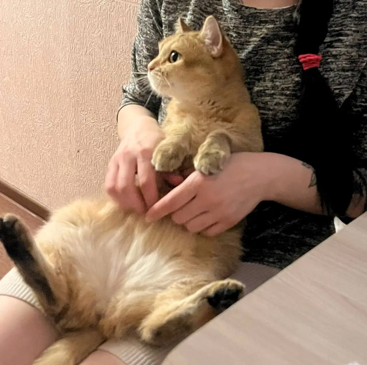 Отдам даром кошку Нюша - Кошки (Животные) в Барнаул