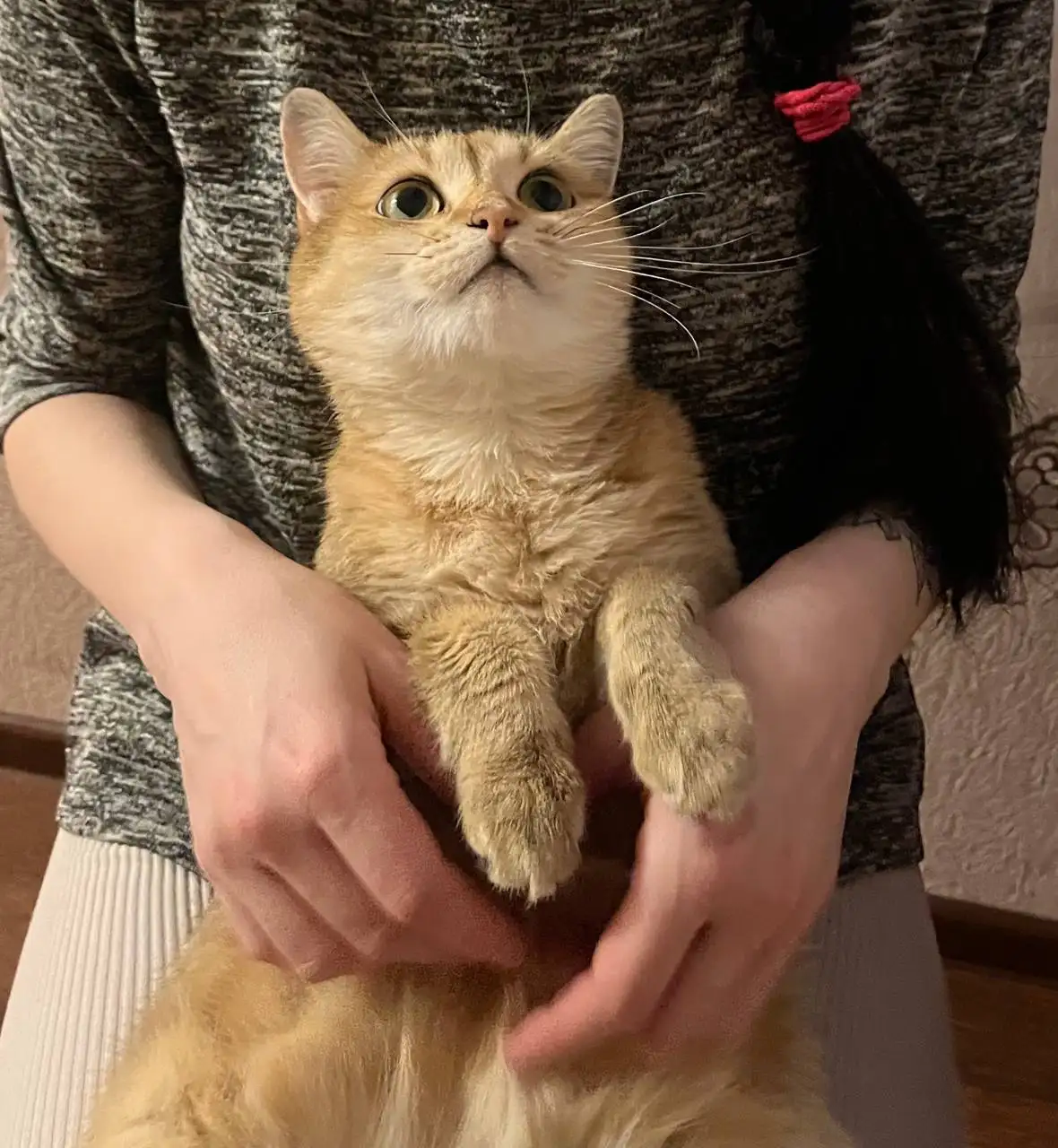 Отдам даром кошку Нюша - Кошки (Животные) в Барнаул