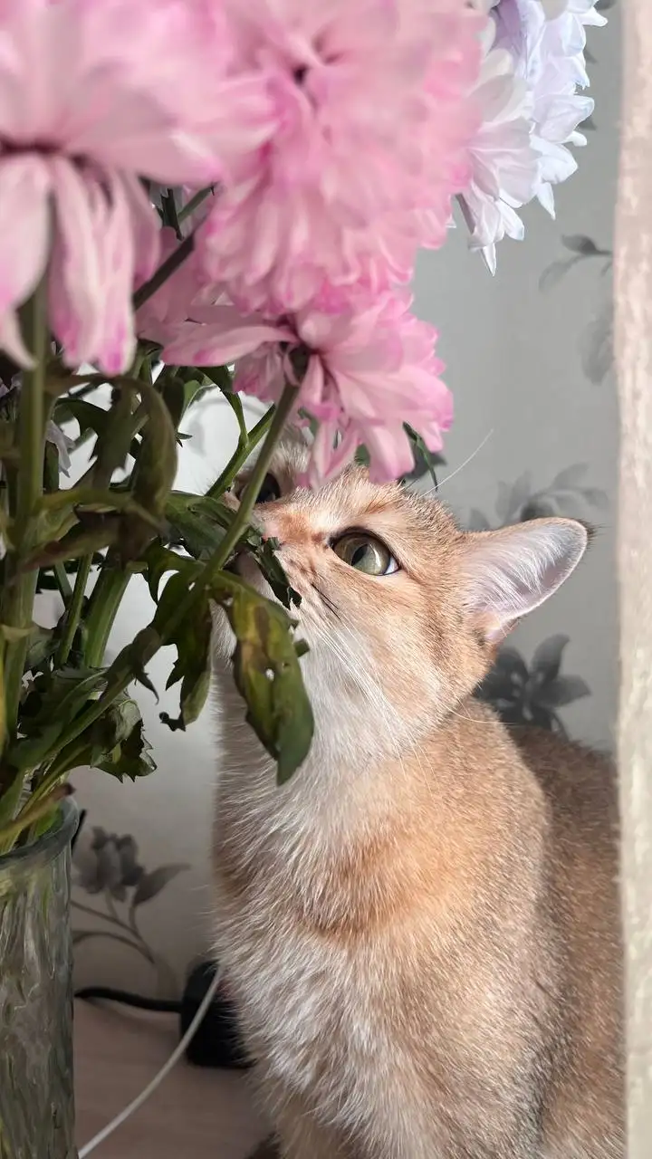 Отдам даром кошку Нюша - Кошки (Животные) в Барнаул