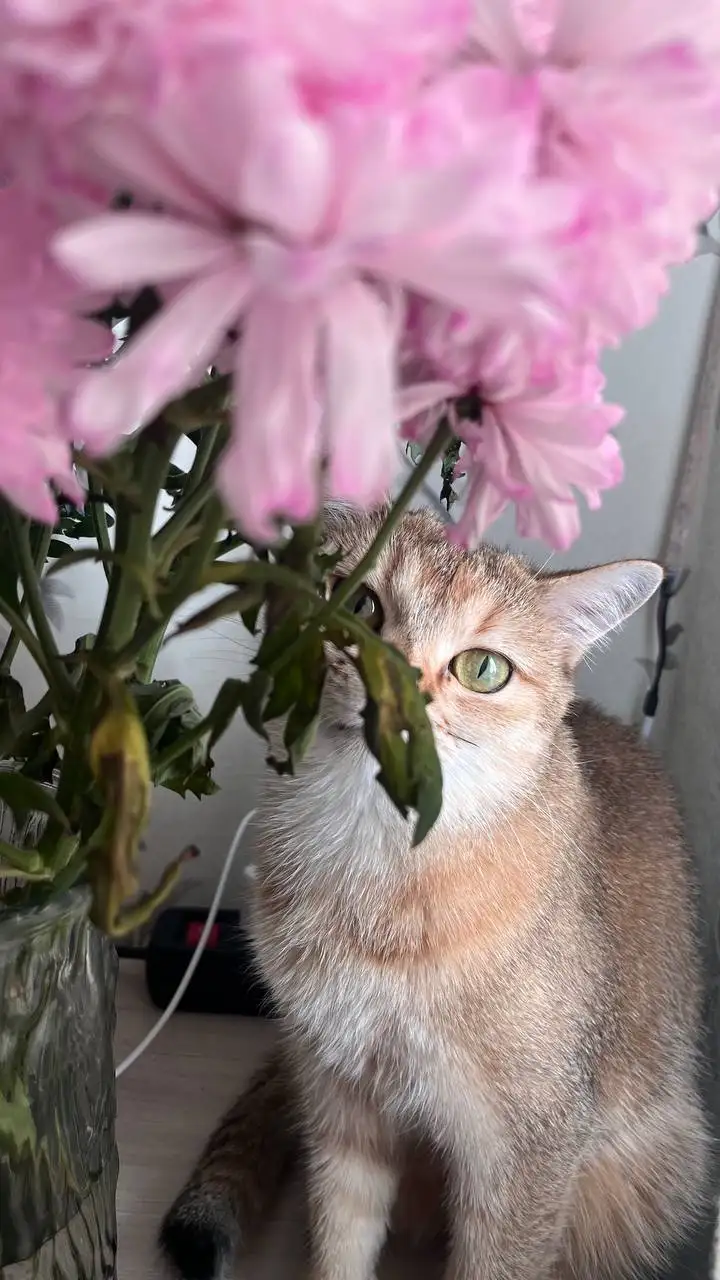 Отдам даром кошку Нюша - Кошки (Животные) в Барнаул