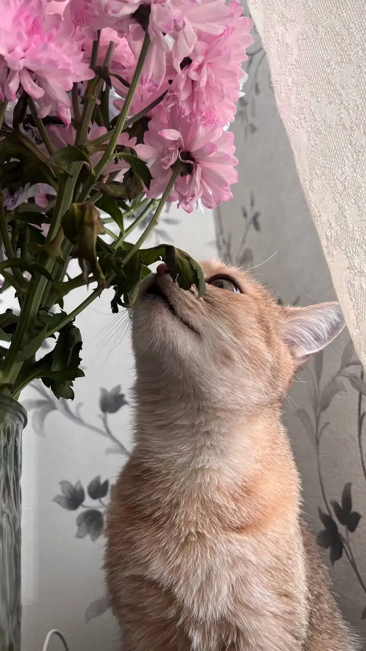 Отдам даром кошку Нюша - Кошки (Животные) в Барнаул