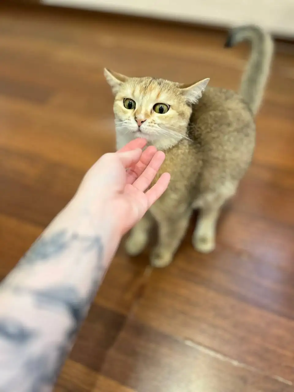 Отдам даром кошку Нюша - Кошки (Животные) в Барнаул