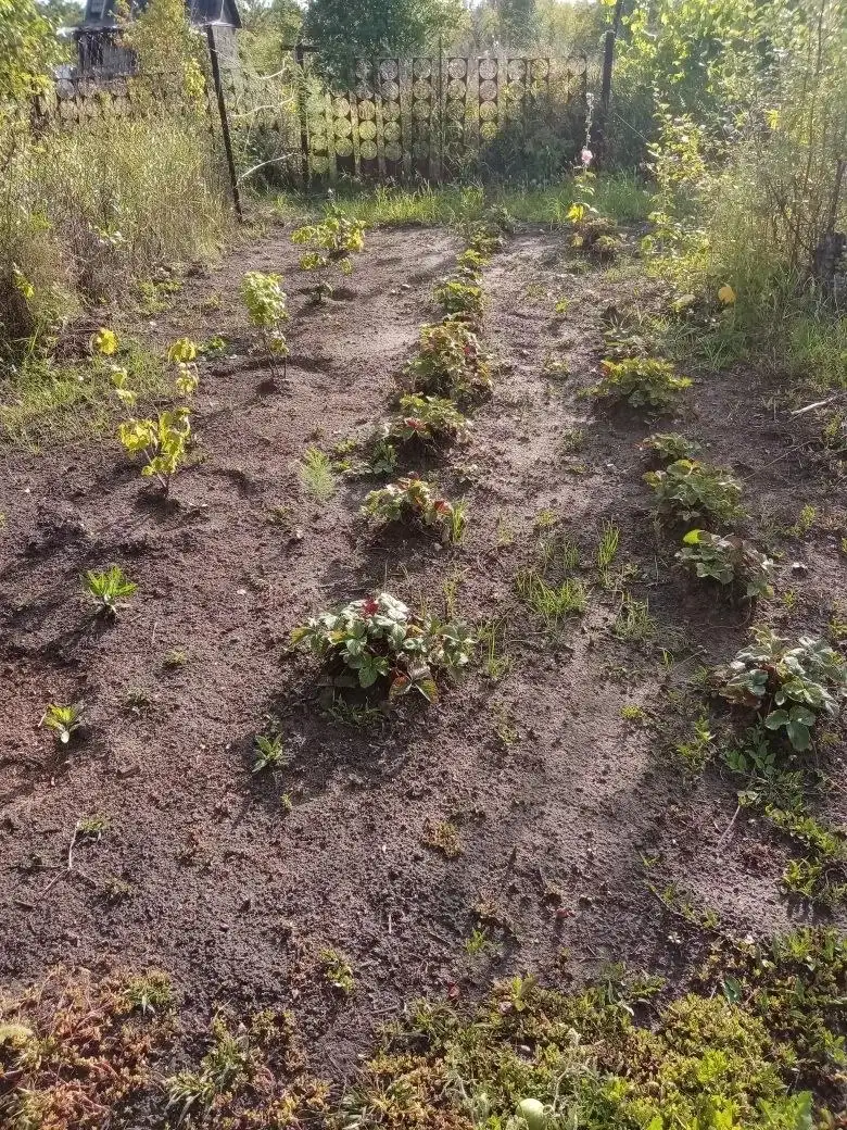 Продажа дачи с участком 10 соток в Черемном - Дачи (Недвижимость) в Барнаул