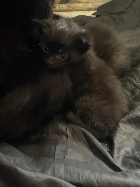 Раздаю котят в добрые руки - частное объявление в Барнаул