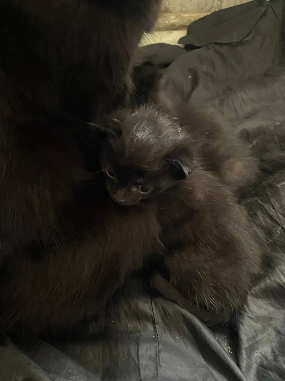 Раздаю котят в добрые руки - Кошки (Животные) в Барнаул