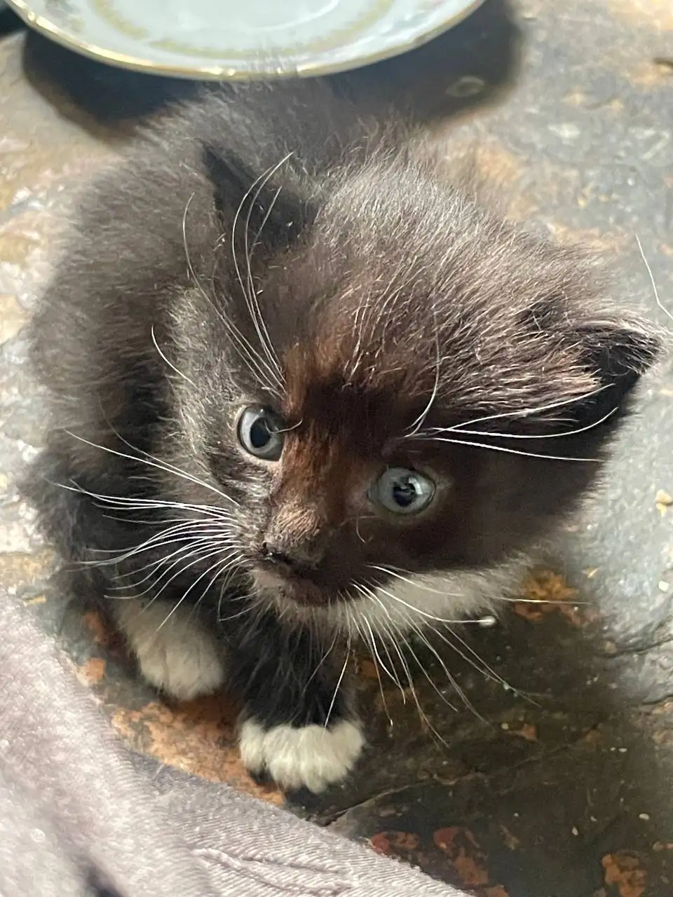 Раздаю котят в добрые руки - Кошки (Животные) в Барнаул