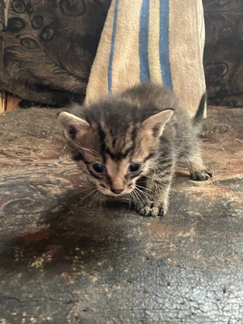 Раздаю котят в добрые руки - Кошки (Животные) в Барнаул