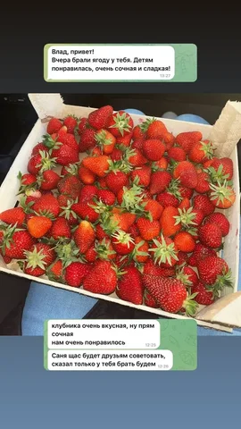 Продам клубнику - Строительство и ремонт в Барнаул