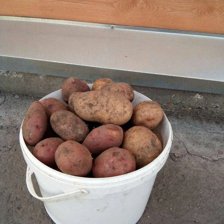 Продаётся картофель Любава, крупный, без химикатов - Продукты (Для дома и дачи) в Барнаул