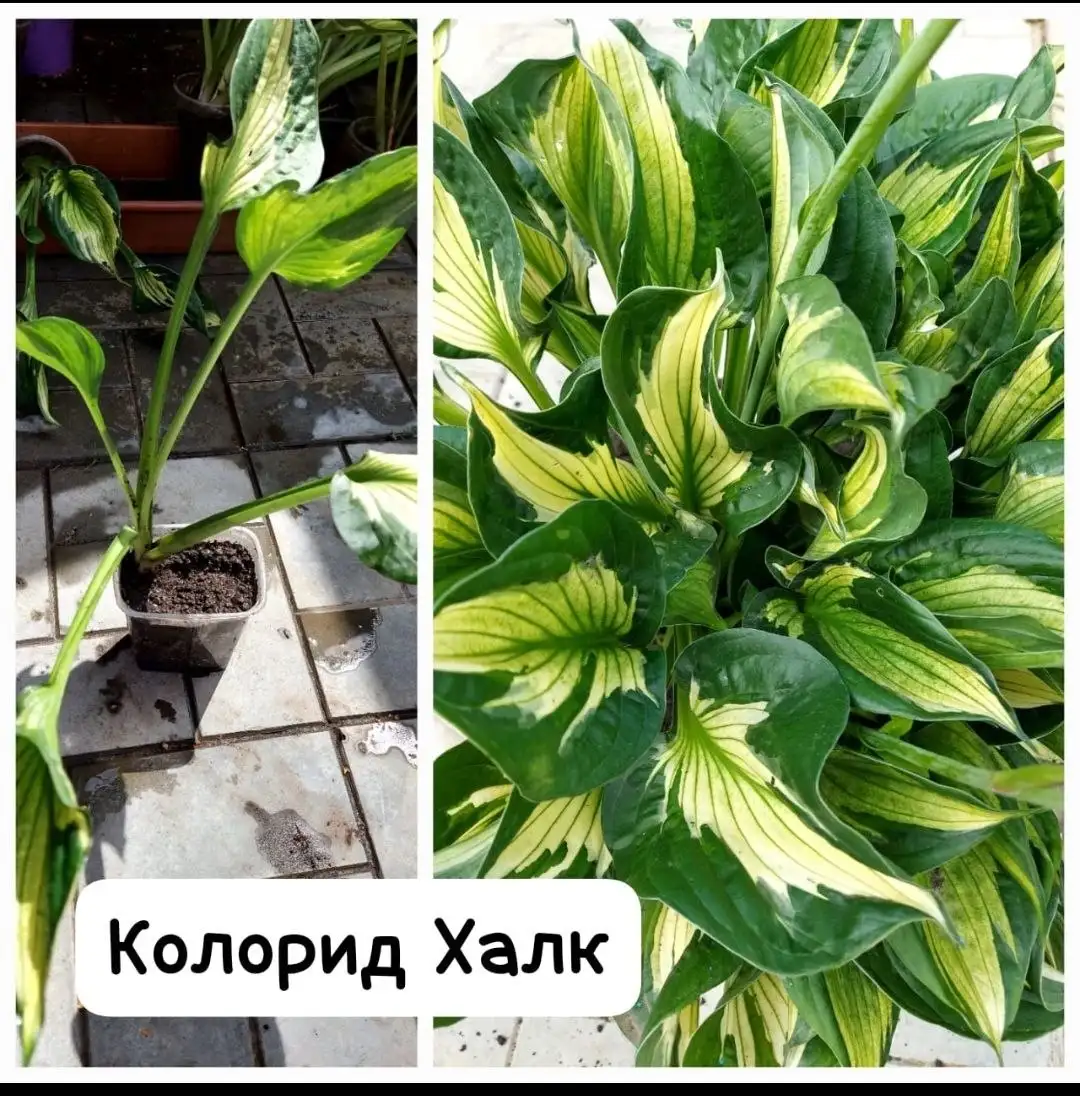 Многолетние цветы - Растения (Для дома и дачи) в Барнаул