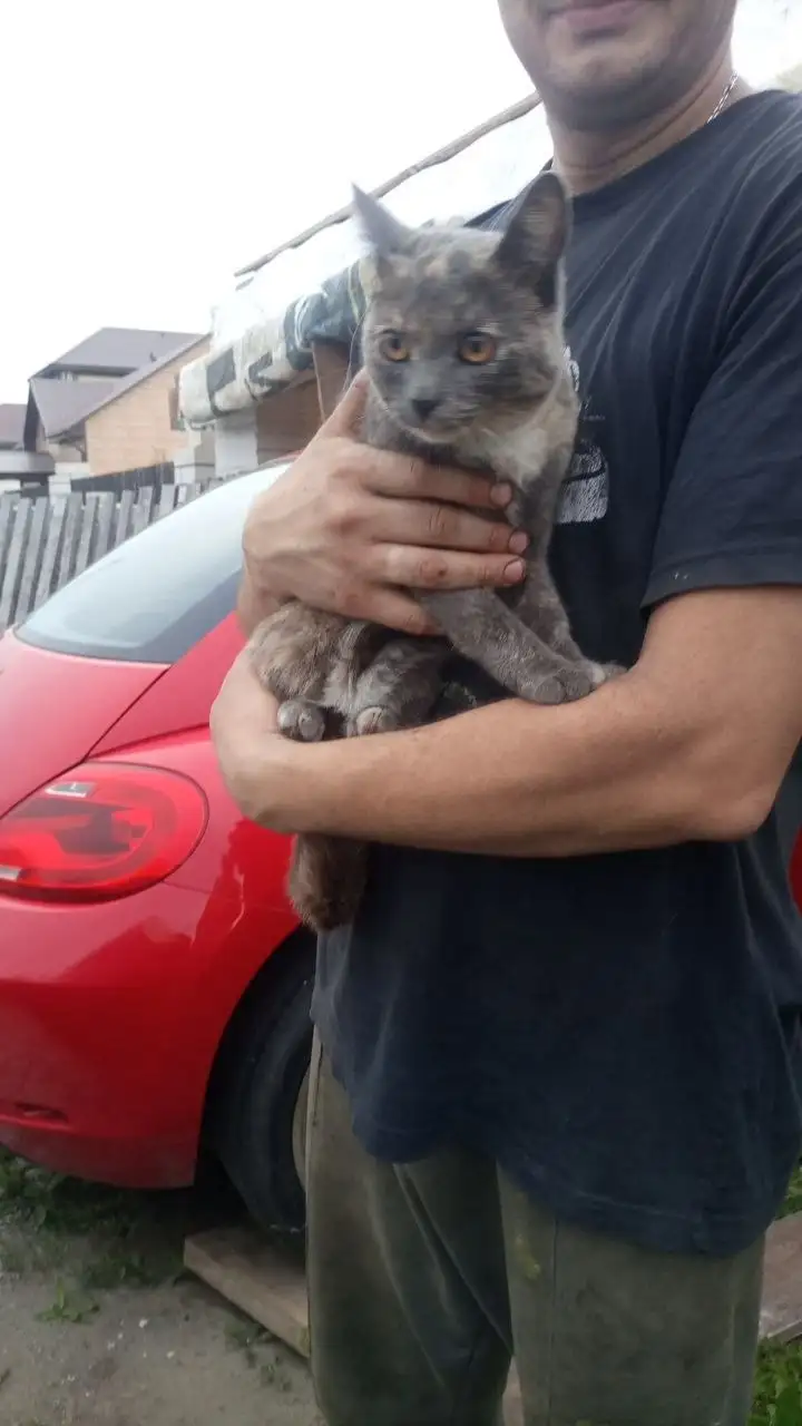 Ласковая кошечка ищет семью - Кошки (Животные) в Барнаул