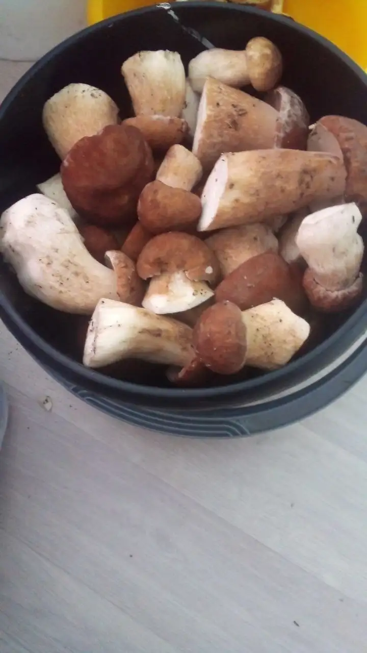 Свежие белые грибы - Грибы (Продукты) в Барнаул